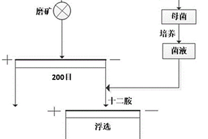 微生物與十二胺協(xié)同作用浮選金云母的方法