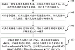 桑椹咀嚼片及工藝