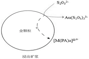 硫代硫酸鹽浸金方法及應(yīng)用