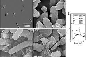 假交替單胞菌在制備納米材料中的應(yīng)用