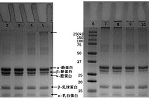 基于乳濃縮蛋白制備的功能材料