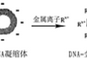 基于天然高分子DNA模板的金屬納米環(huán)及制備方法