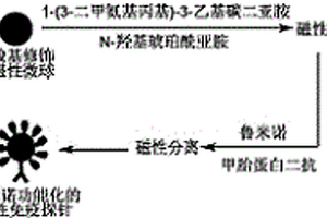 基于魯米諾功能化的磁性免疫探針檢測甲胎蛋白的方法