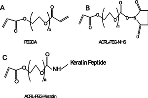 角蛋白肽修飾的聚乙二醇水凝膠，其制備方法與應用