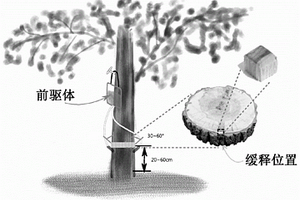 誘導(dǎo)活立木產(chǎn)生木材/無機納米復(fù)合材料的方法