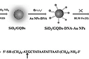 SiO2/GQDs–DNA–Au NPs納米復合材料及其制備方法和應用