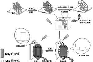 分子印跡修飾TiO<Sub>2</Sub>納米管-CdS量子點復(fù)合材料、光電化學(xué)傳感器及制備方法及應(yīng)用