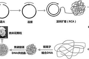 核酸自組裝復(fù)合納米花顆粒材料及其制備方法和應(yīng)用