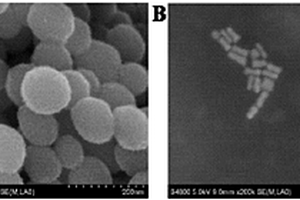 檢測β?淀粉樣蛋白的電化學(xué)發(fā)光免疫傳感器及其構(gòu)建