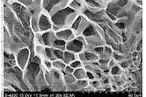 羥基磷灰石基生物復(fù)合支架及組織工程骨