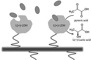 對(duì)羧酸基丙酰胺苯基氧化硅、其共固定化L-乳酸脫氫酶復(fù)合物及其制備方法