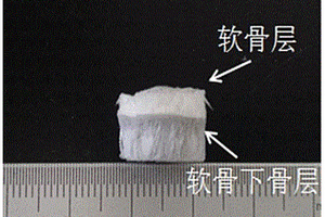 具有仿生梯度的軟骨-骨修復支架及其制備方法