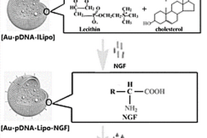 脂質(zhì)體修飾的金納米粒復(fù)合物及其在治療帕金森氏癥方面的應(yīng)用