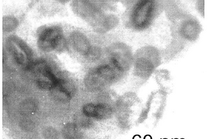 碳包覆過渡金屬納米中空顆粒的制備方法