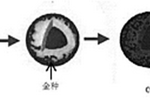 增強(qiáng)熒光的金納米嵌套結(jié)構(gòu)復(fù)合微粒及其制備方法