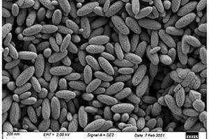 多孔膠囊狀Fe<Sub>2</Sub>O<Sub>3</Sub>納米材料及其制備方法和應用