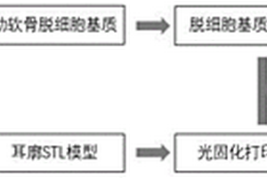 基于脫細胞肋軟骨基質(zhì)的3D打印生物墨水及其制備方法與應(yīng)用