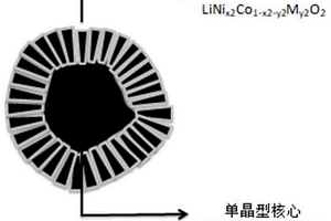 具有單晶均質(zhì)核-輻射狀梯度殼的高鎳材料及其應用