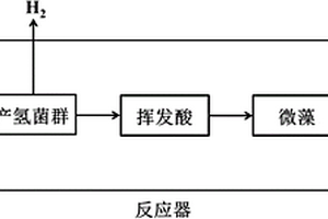 細(xì)菌與微藻共培養(yǎng)處理淀粉廢水同步產(chǎn)能的方法