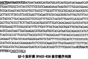 處理有機(jī)工業(yè)廢水功能菌QX-5的分子檢測(cè)