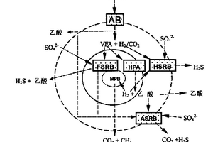 硫酸鹽廢水處理中微生物代謝類型調(diào)控方法