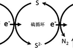 用于生物廢水處理的單質(zhì)硫內(nèi)循環(huán)?SANI(ISC?SANI)工藝