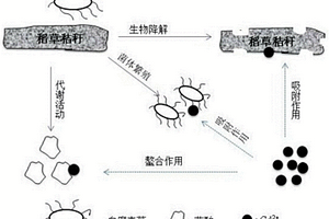 利用生物質-微生物協(xié)同去除廢水中鎘的方法