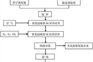 一株善變副球菌及用于高氨氮廢水處理副產(chǎn)單細胞蛋白的方法