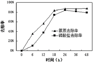 一株高鹽異養(yǎng)硝化-好氧反硝化除磷的小短桿菌及其在廢水處理中的應(yīng)用