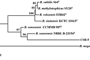 一株索諾拉沙漠芽孢桿菌及其篩分培養(yǎng)方法和應(yīng)用