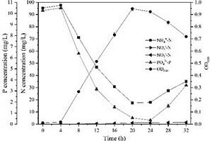 一株同步異養(yǎng)硝化好氧反硝化除磷菌及其應(yīng)用