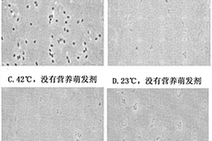 富含營養(yǎng)的萌發(fā)劑組合物及孢子培養(yǎng)方法