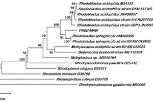 Rhodoblastus sphagnicola耦合微生物菌肥及其制備和應(yīng)用