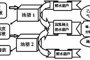 利用水葫蘆從低濃度稀土溶液中富集回收稀土的方法