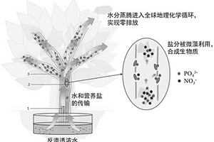 微藻擬植物用于處理反滲透濃水的系統(tǒng)