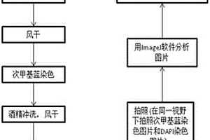 污水處理廠聚磷菌的快速定量方法