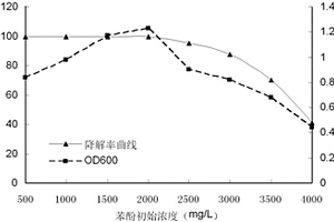 微桿菌菌株及其應(yīng)用