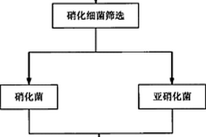 硝化細(xì)菌菌劑及其制備方法