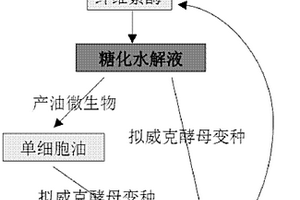 一種利用木質(zhì)纖維素材料發(fā)酵生產(chǎn)槐糖脂的方法