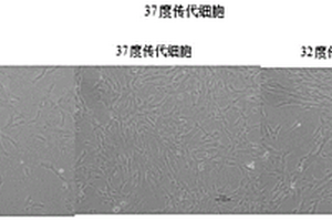 間充質(zhì)干細(xì)胞分泌提取物的用途、間充質(zhì)干細(xì)胞分泌提取物及其制備方法