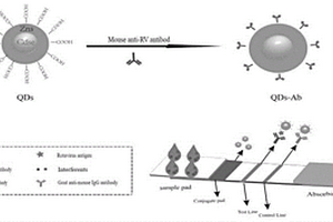 輪狀病毒量子點免疫層析試紙條的制備方法