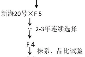 一種低馬值超細紡高支紗海島棉新品系的選育方法