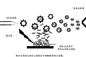 通過質譜分析法實時監(jiān)測固相肽合成