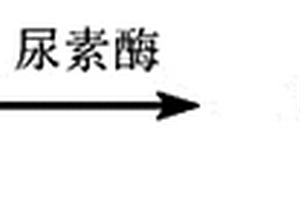 基于GC-MS與酶化學(xué)法結(jié)合測(cè)定生物樣本中尿素含量的方法