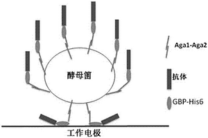 免疫電化學(xué)分析儀