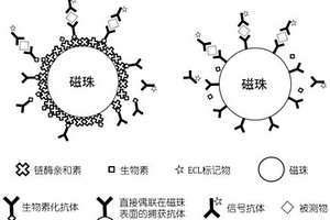 電化學(xué)發(fā)光免疫分析試劑盒及其使用方法