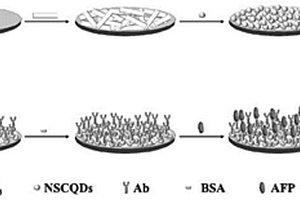 基于NSCQDs/Bi<sub>2</sub>S<sub>3</sub>的光電化學(xué)傳感器及其制備與應(yīng)用