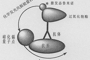 均相免疫分析納米器件的構(gòu)建方法