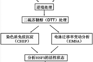 DTT處理結(jié)合CHIP與EMSA體內(nèi)外分析擬南芥HSF1三聚體形成的方法