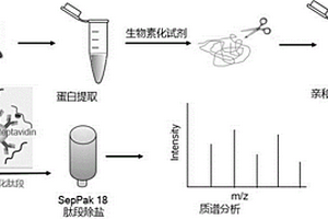 二/三甲基化肽段富集和質(zhì)譜分析的方法